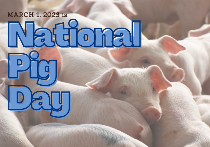 Squeal-Worthy Pig Facts to Share on National Pig Day. No Hogwash